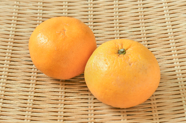 サンフルーツ（L）