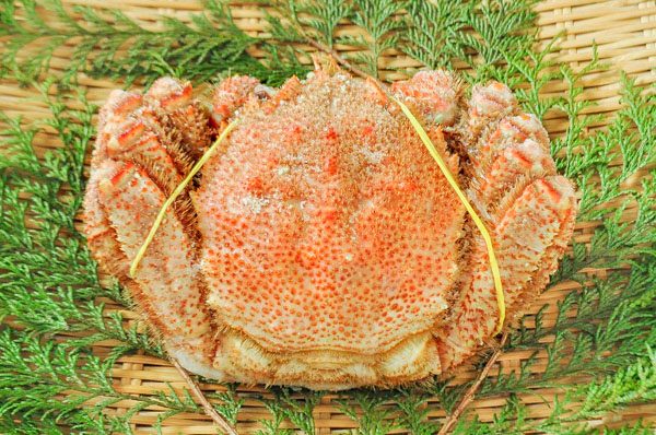 茶太郎様【特大】冷凍ボイル タラバガニ 2肩/2.0kg×2(9L) 甘から