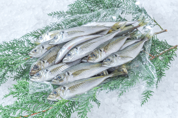 小アジ（釣物）