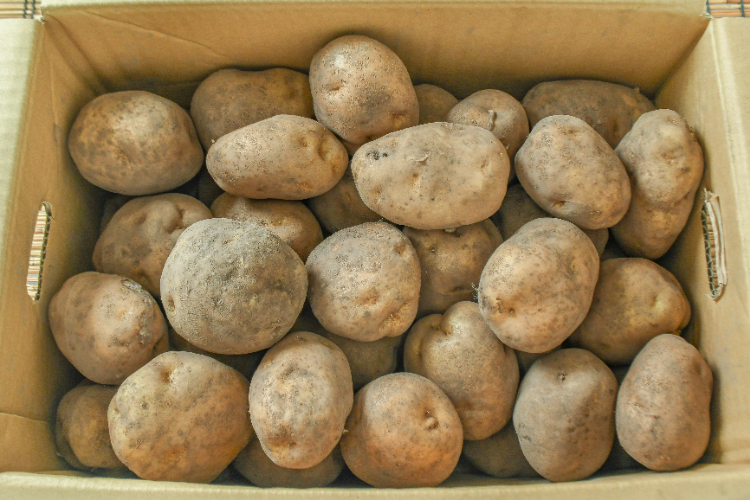 男爵薯（L）箱10kg