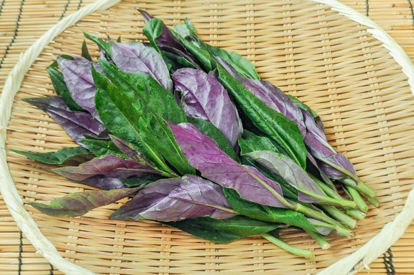 多年草 金時草の抜き苗 水前寺菜 ハンダマ 式部草 紅鳳菜