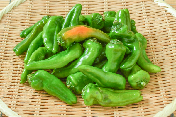 甘長ししとう（B）500gr