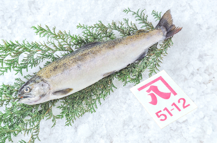 本マス（サクラマス）（釣物） 【業務用食材の仕入れなら八面六臂】
