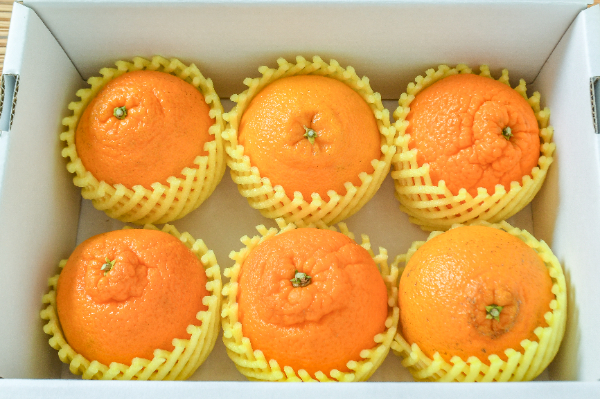 デコポン（L） 【業務用食材の仕入れなら八面六臂】