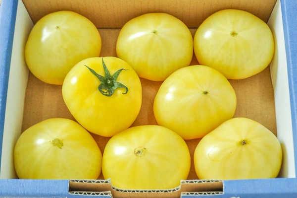 中玉トマト（黄）（月ろまん）8玉入