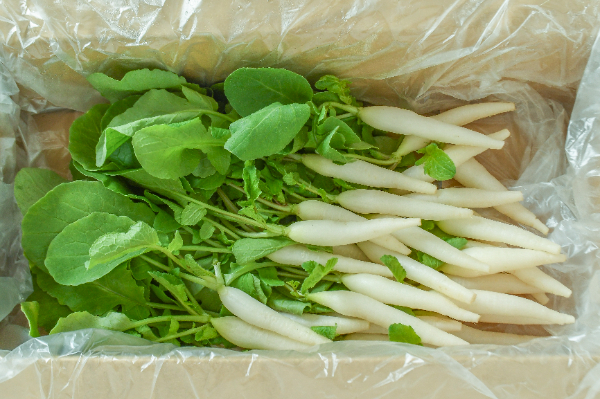 ミニ大根（白）箱30入