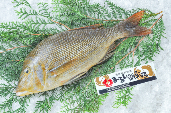 まるい鮮魚店　フエフキダイ（千葉県館山市船形産）