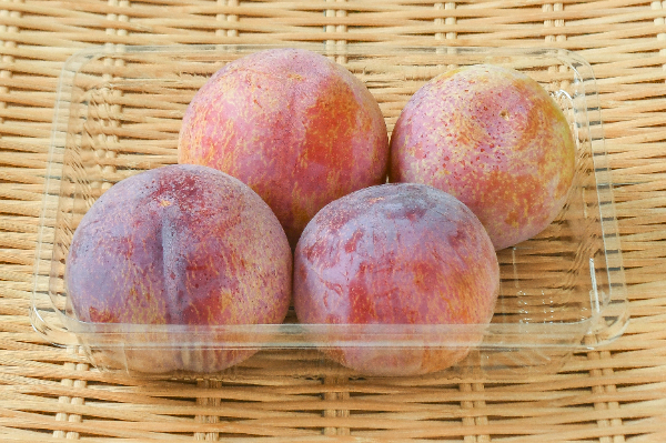 貴陽　4玉入