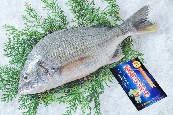 愛海の恵み（丸昌水産）　キチヌ（大分県佐伯産）