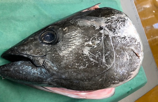 天然本マグロ頭 八面六臂
