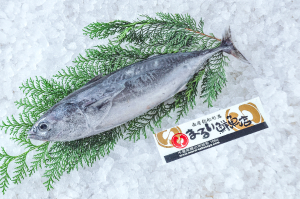 まるい鮮魚店　ソウダガツオ（千葉県館山市船形産）