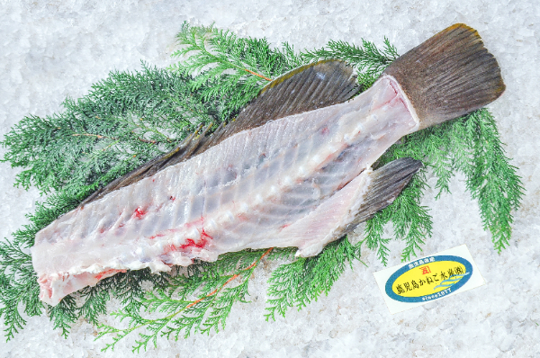 鹿児島かねご水産　クエ　中骨（鹿児島県産）