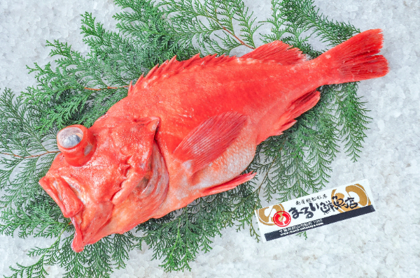 まるい鮮魚店　アコウダイ（メヌケ）（千葉県館山市船形産）