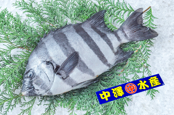 イシダイ（底曳網）