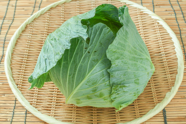 キャベツ（8玉サイズ）