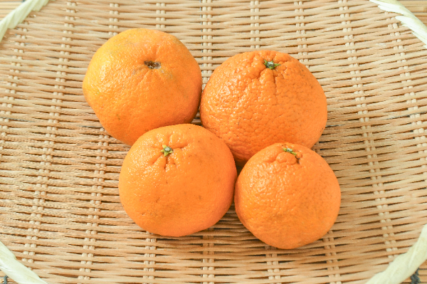 超お得な18kg 熊本産不知火デコポン 味恋みかん 熊本産 不知火デコポン 味濃く味恋みかん｜Yahoo!フリマ（旧PayPayフリマ）