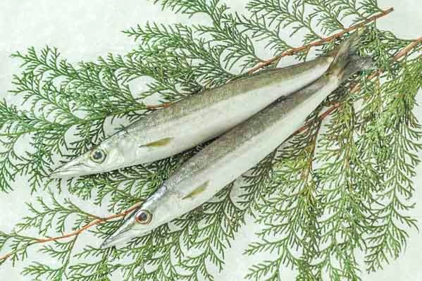 ヤマトカマス 定置網 八面六臂