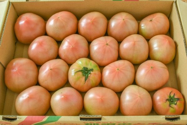 大玉トマト（CL）（20玉サイズ）