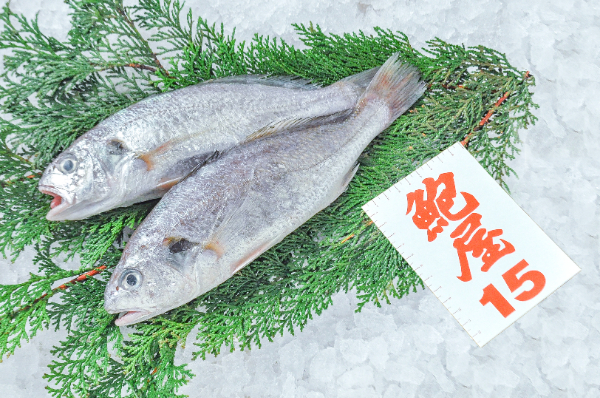 鮑屋　イシモチ（シログチ）（神奈川県小田原産）