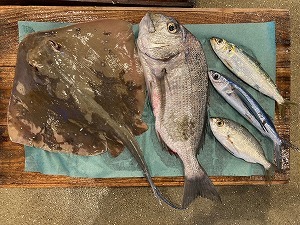 鹿児島かねご水産株式会社　錦江湾鮮魚BOX（定置網）（鹿児島県産）
