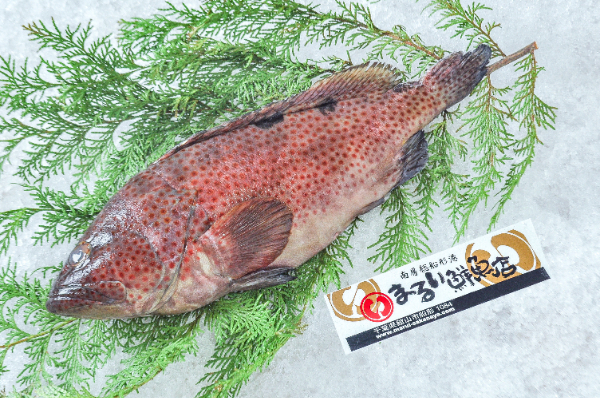 脳〆神経抜きアズキハタ（定置網）