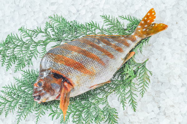 刺し網（三枚網）4反セット おどろおどろしい
