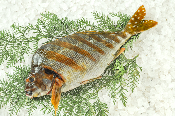 タカノハダイ 巻網 八面六臂