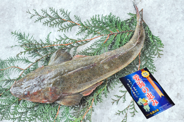 愛海の恵み（丸昌水産）　マゴチ（大分県佐伯産）