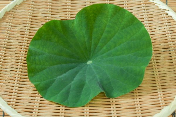 はすの葉