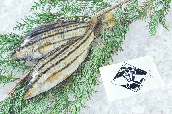 TORAYA　シマイサキ（愛媛県宇和島産）