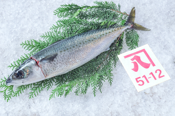 かねはち　ゴマサバ（静岡県沼津産）